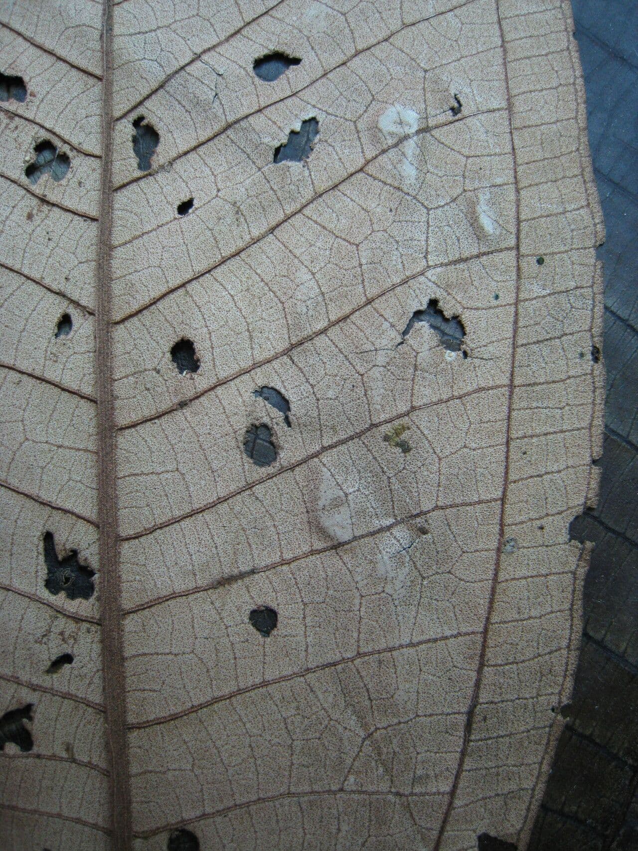 Miconia punteggiata 14