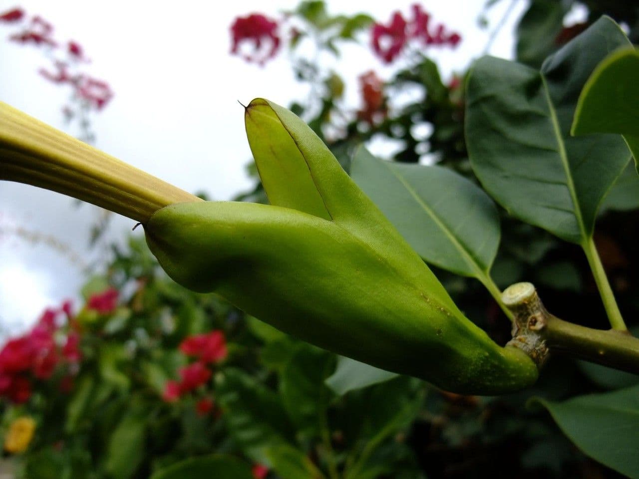 Kelchblume 21