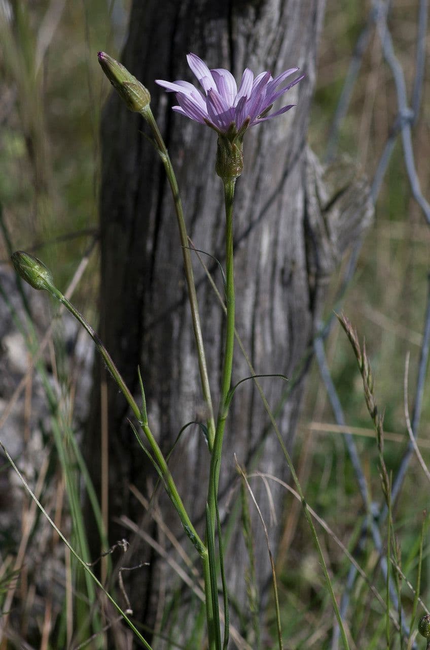 Podospermum 8