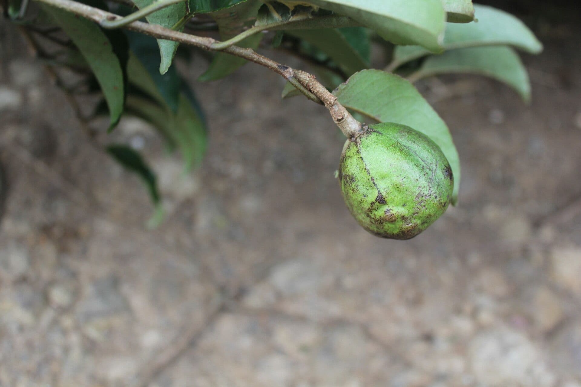 Croton 4