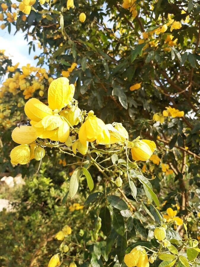 Senna 4