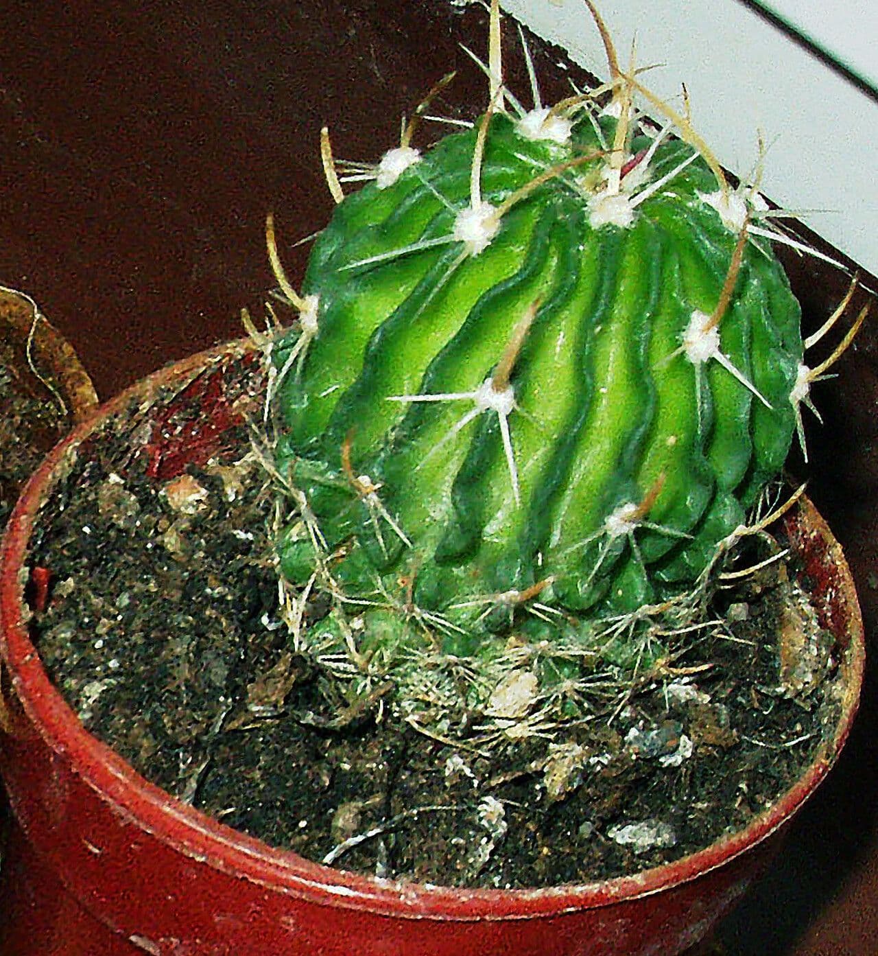 Cactus cervello 12