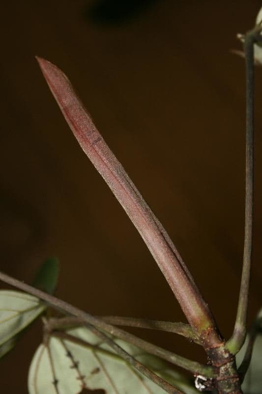 Pourouma 6