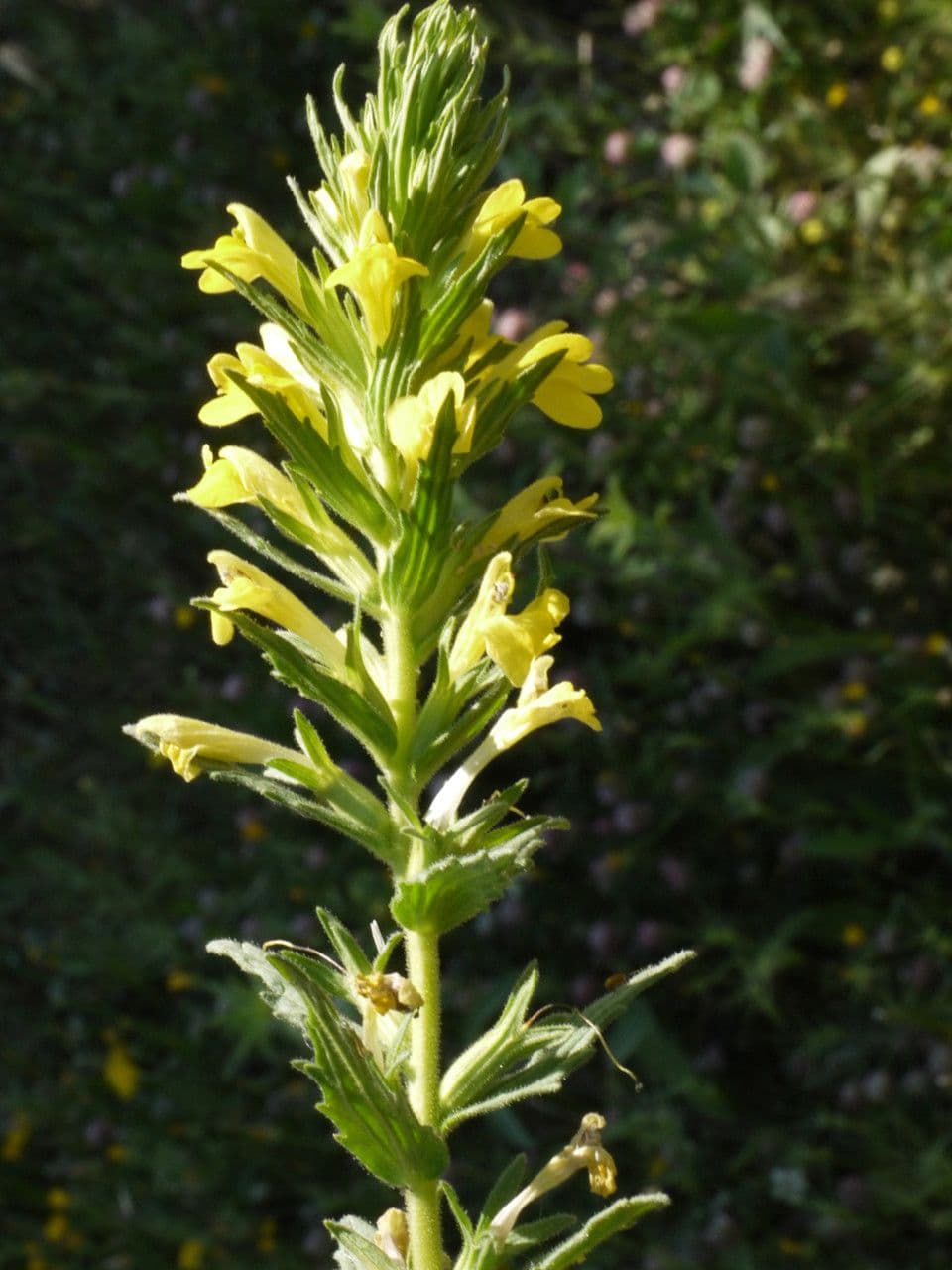Speronella viscosa 29
