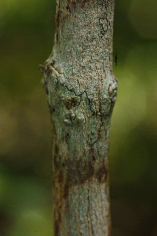 Psychotria 11