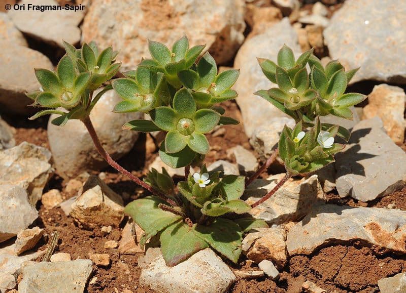 Androsace maxima 15