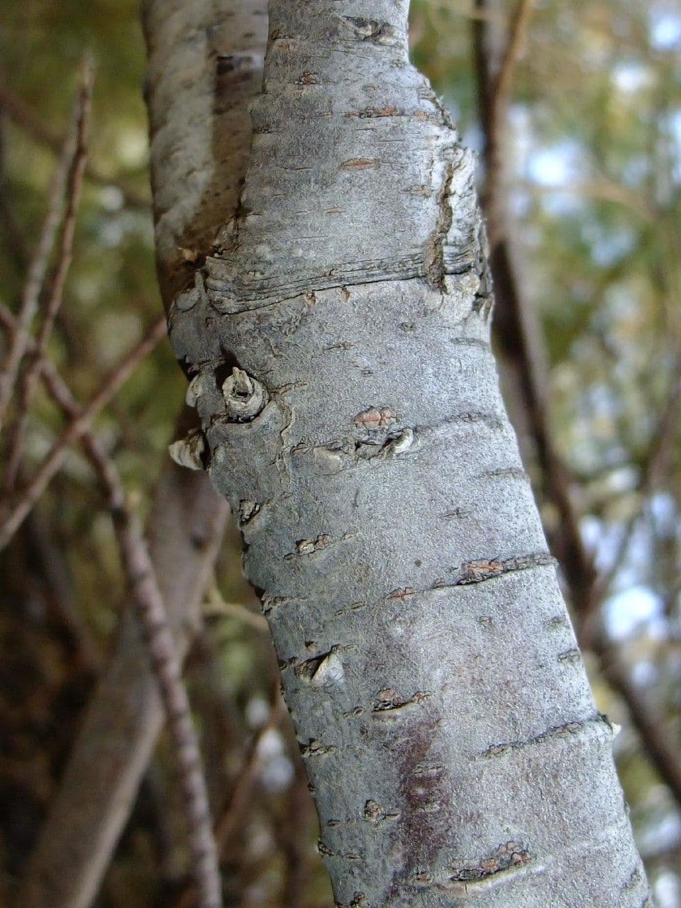 Kanaren-Tamarisk 25
