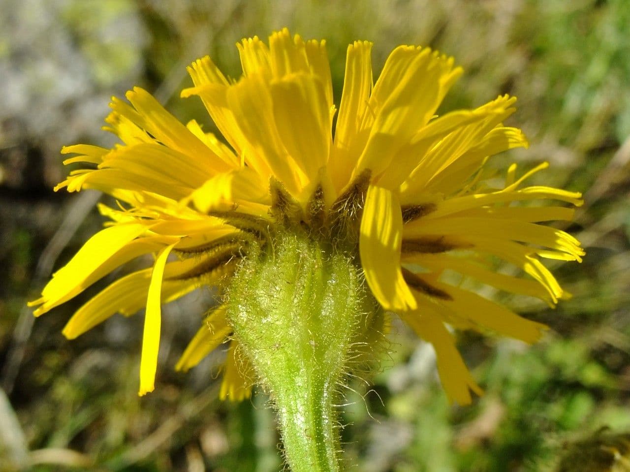 Crepis conyzifolia 8