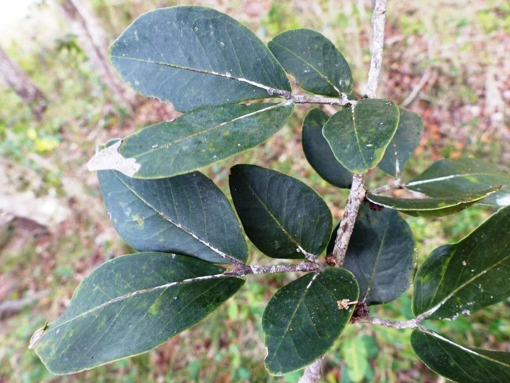 Cynometra ramiflora 9