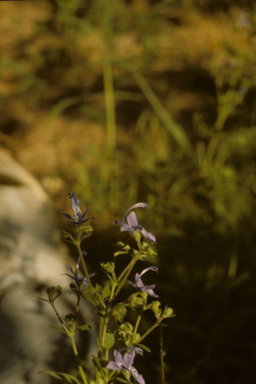 Trichostema Dichotomum 9