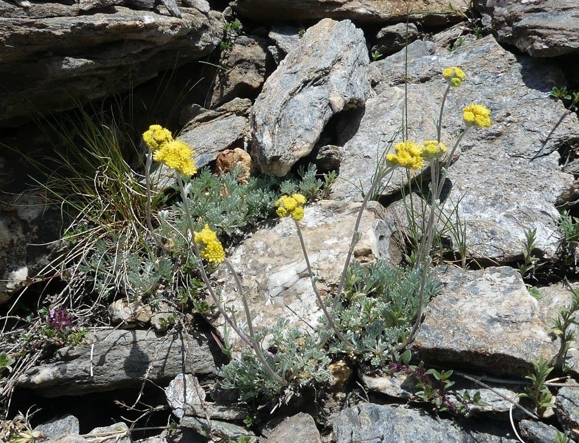 Artemisia glaciale 19