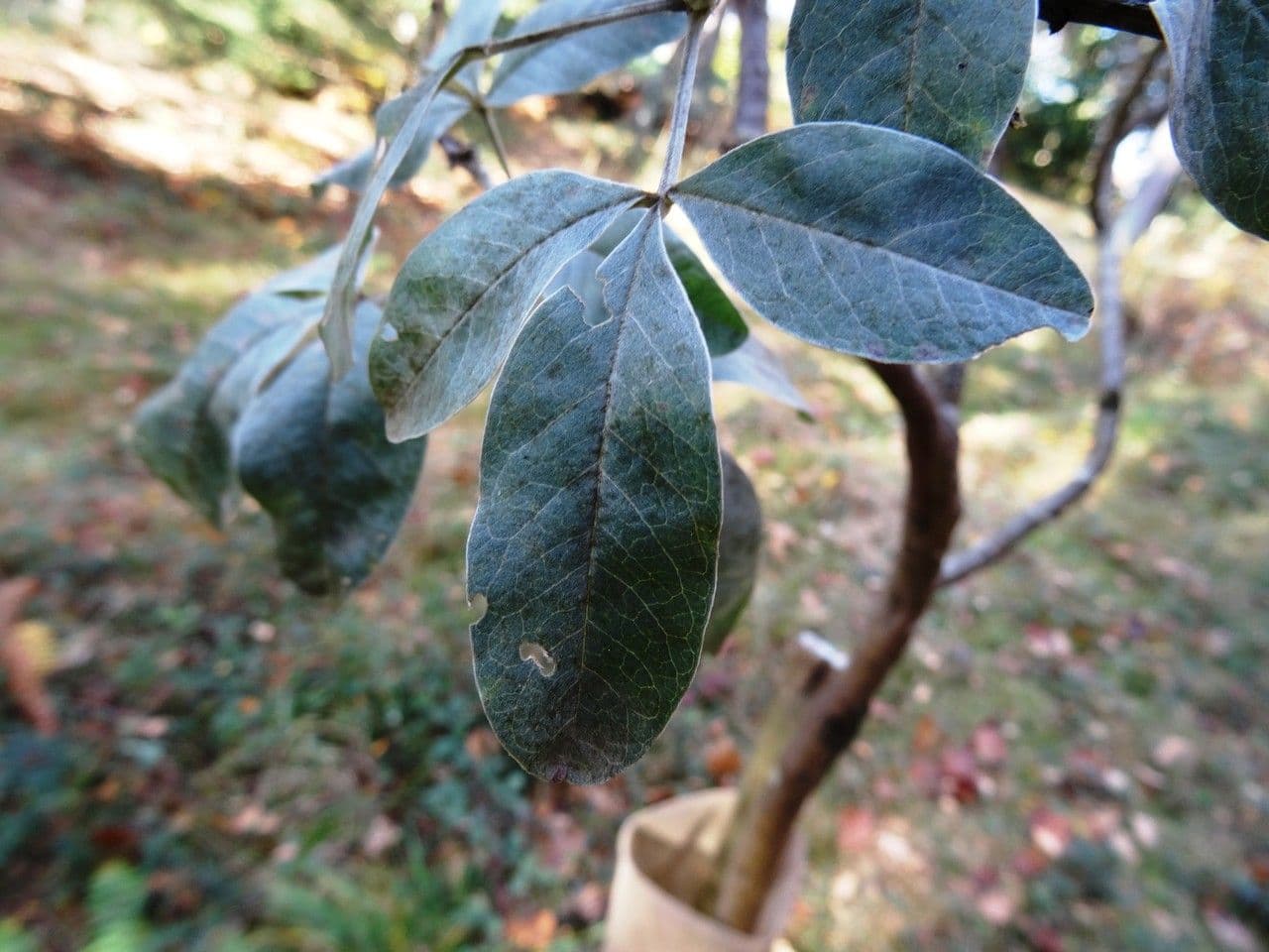Argyrocytisus battandieri 12