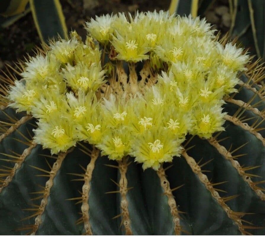 Cactus 5
