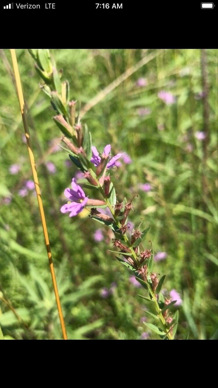 Salcerella lanceololata 5