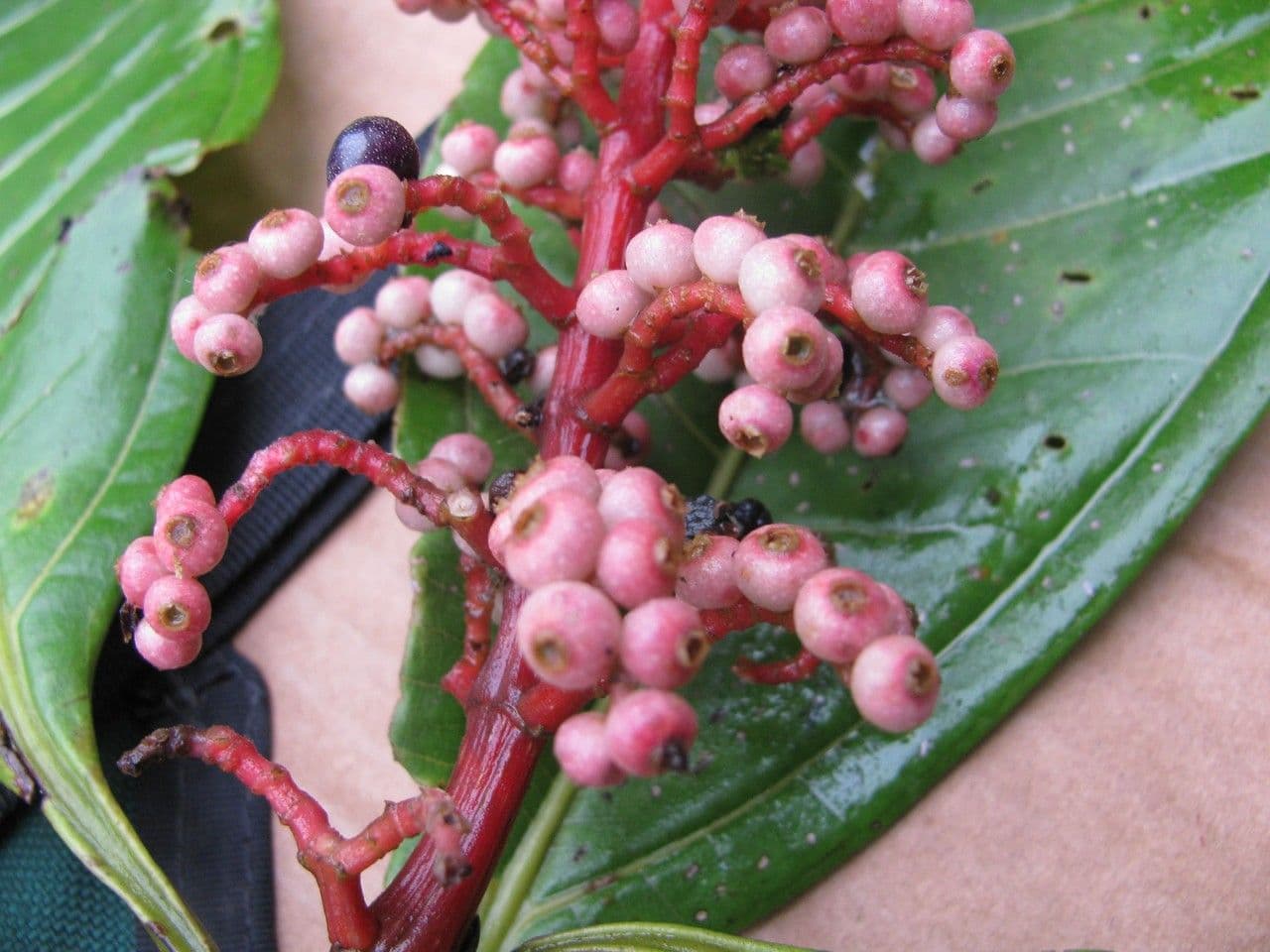 Miconia a tre nervature 2