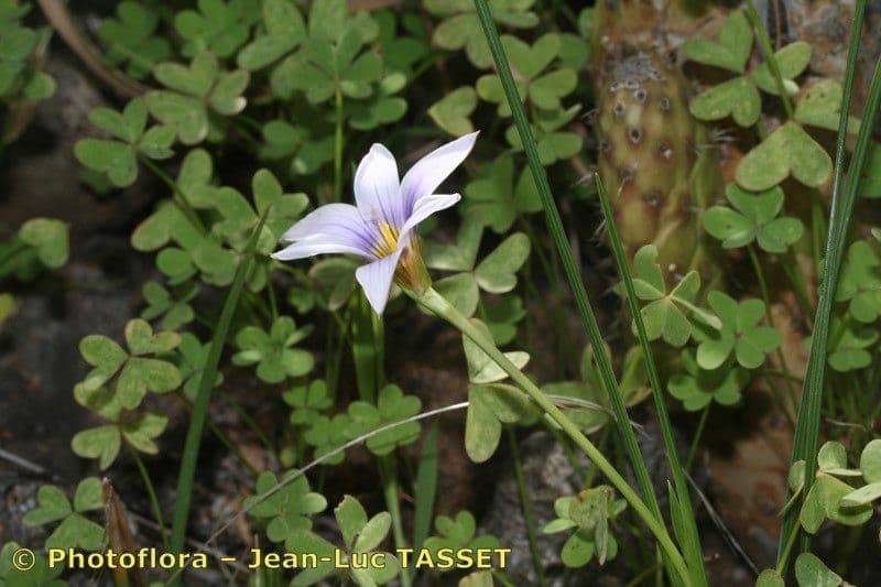 Romulea 23