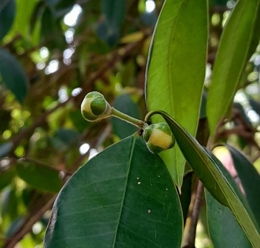 Myrcianthes pungens 2
