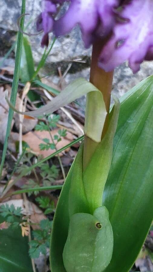 Orchis géant 18