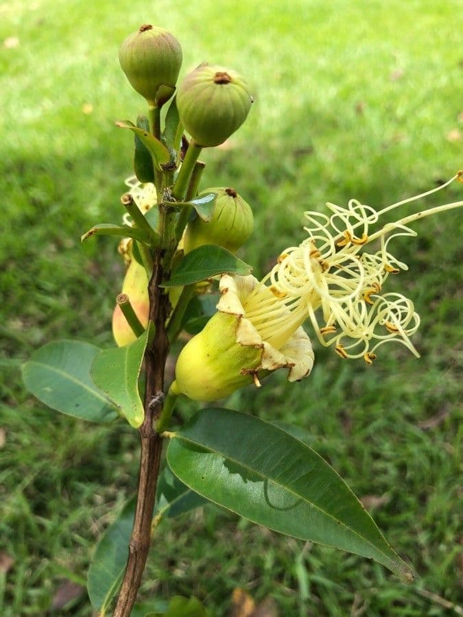 Lafoensia 4