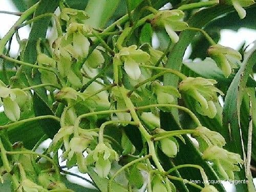 Dendrobium 5