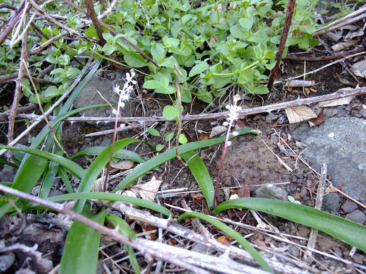Scilla 10