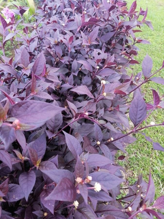 Alternanthera Brasiliana 7