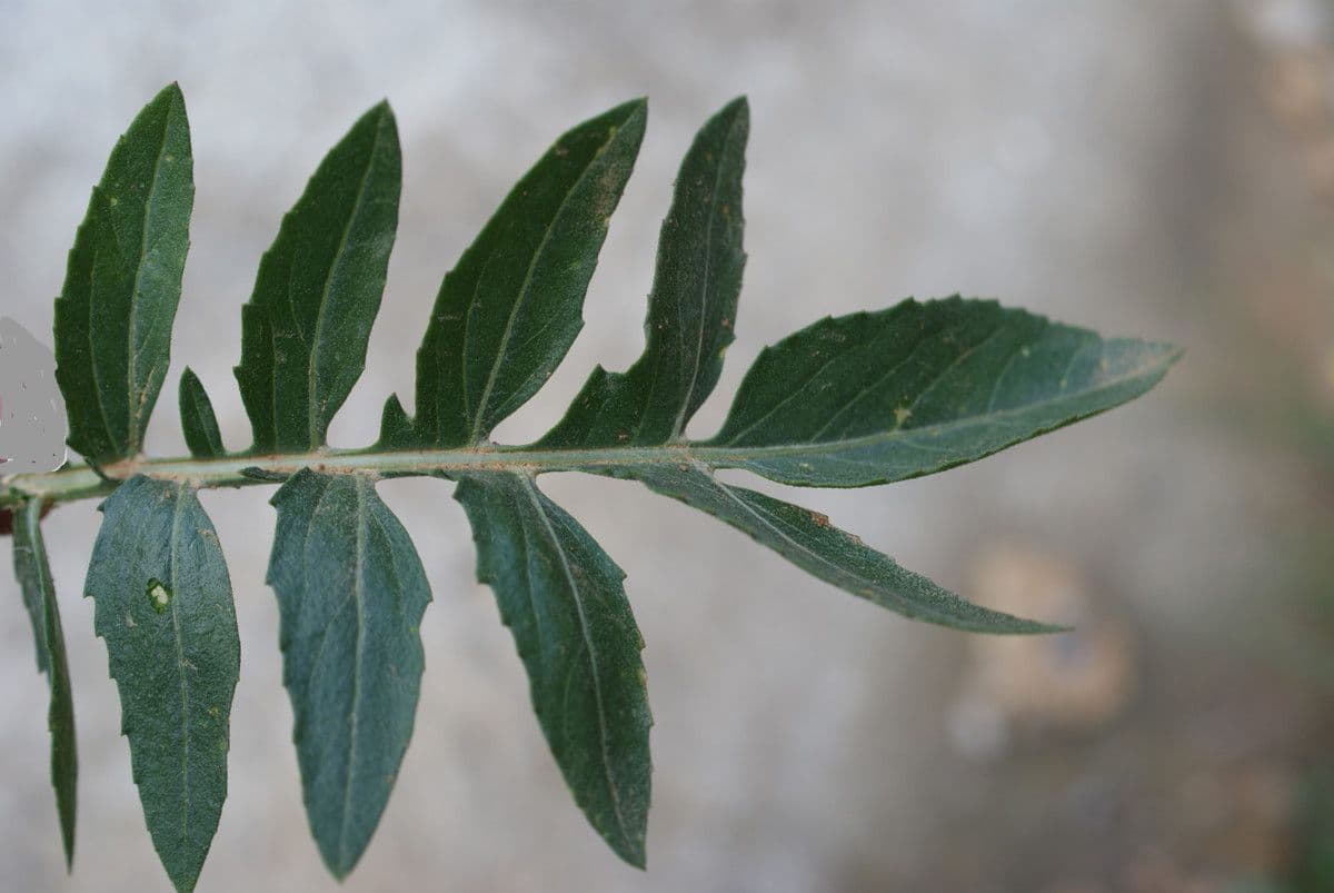Centaurea 10