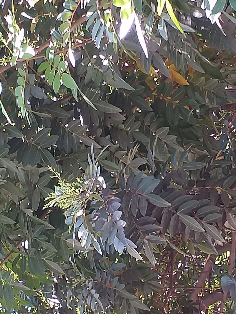Pistacia 9