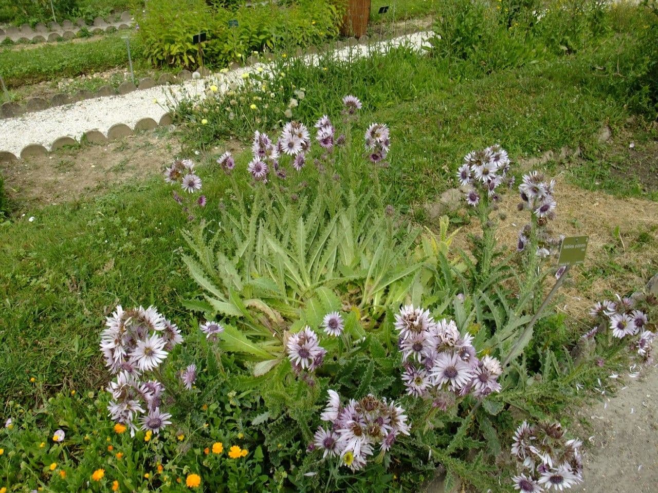 Berkheya purpurea 10