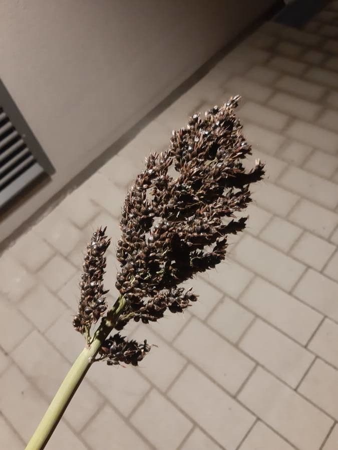 Sorgo 3