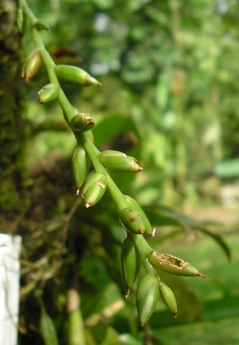 Catopsis sessiliflora 2