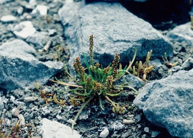 Piantaggine nana