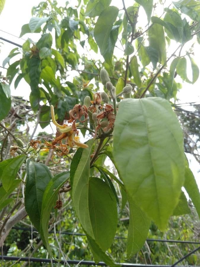 Grewia 6