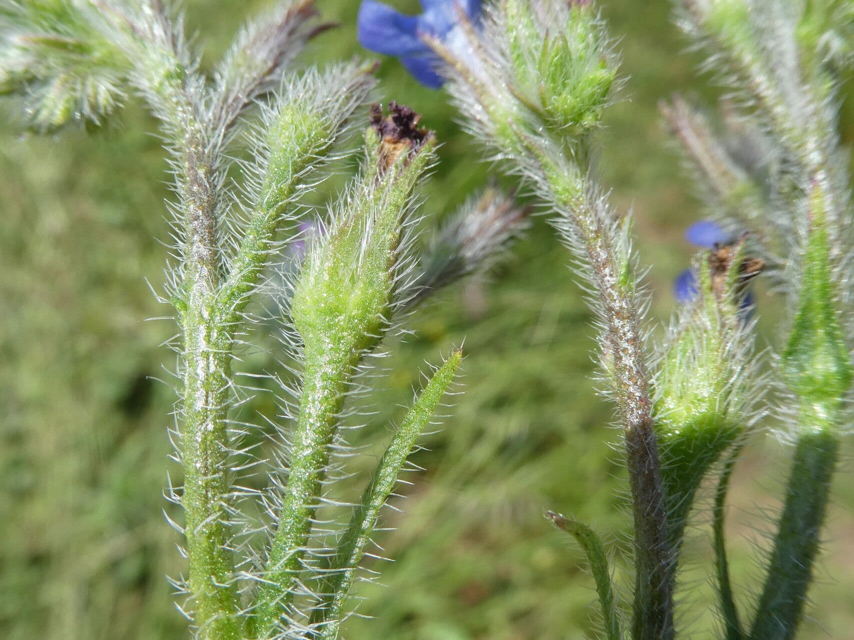 Buglossoide ondulata 21