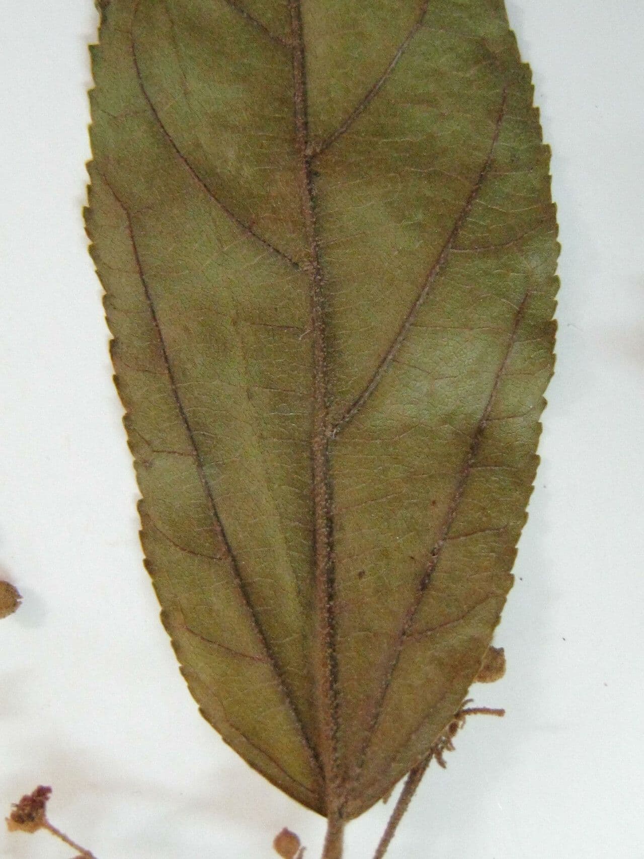 Guazuma 25