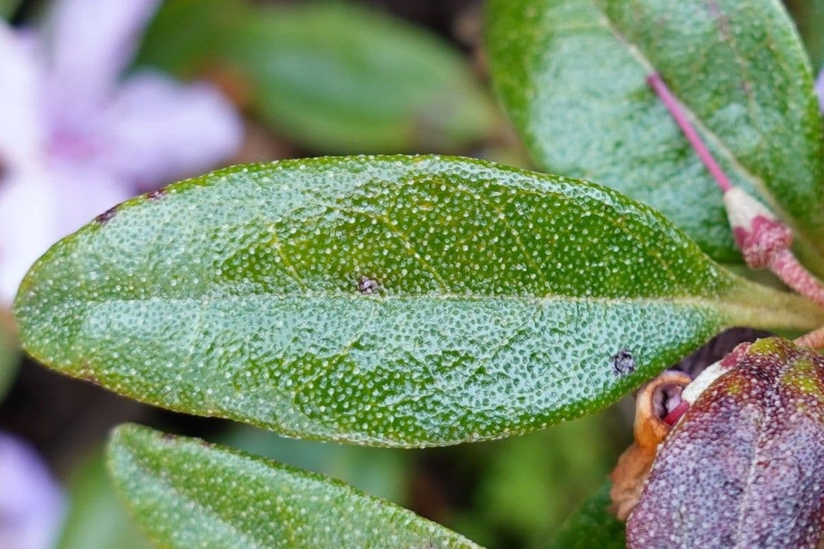 Rododendro 12
