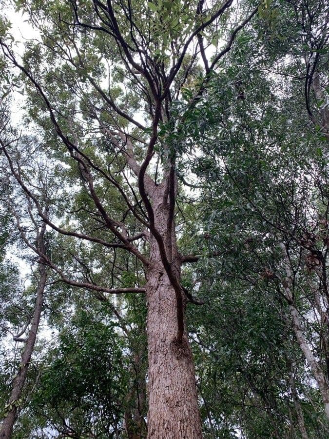 Corymbia intermedia 3