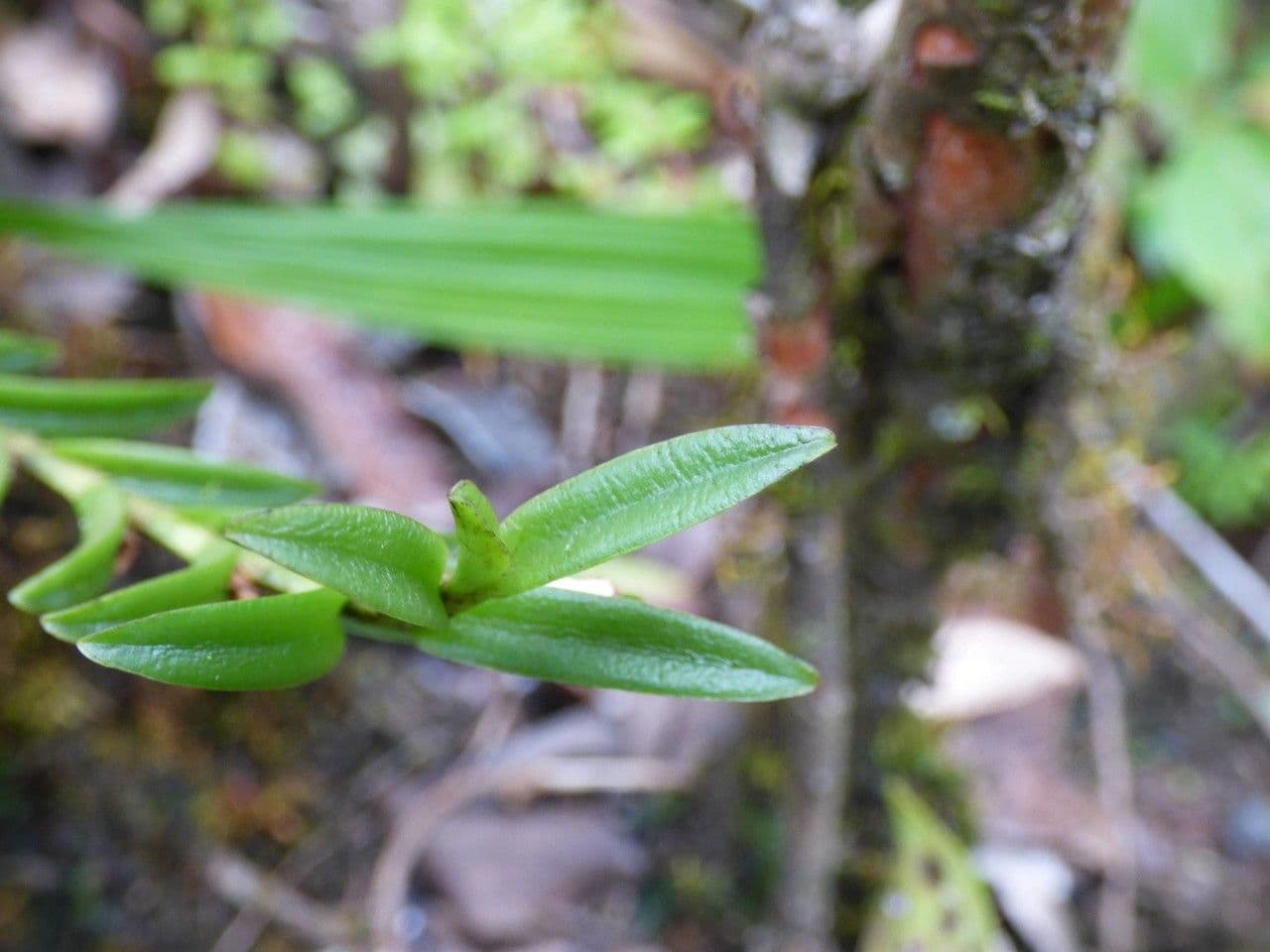 Angraecum 17