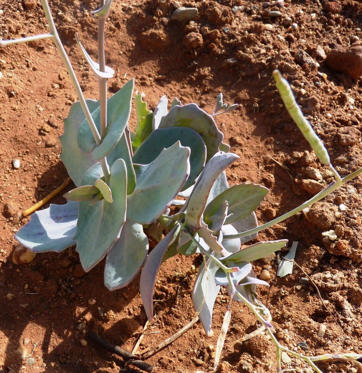 Moricandia 11