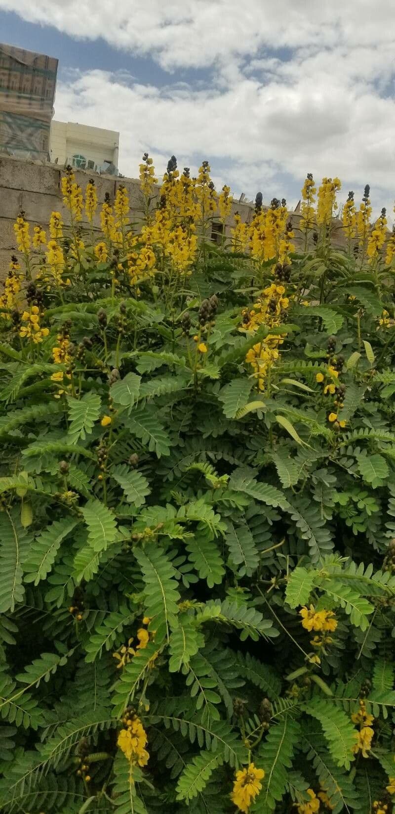 Senna didymobotrya 26