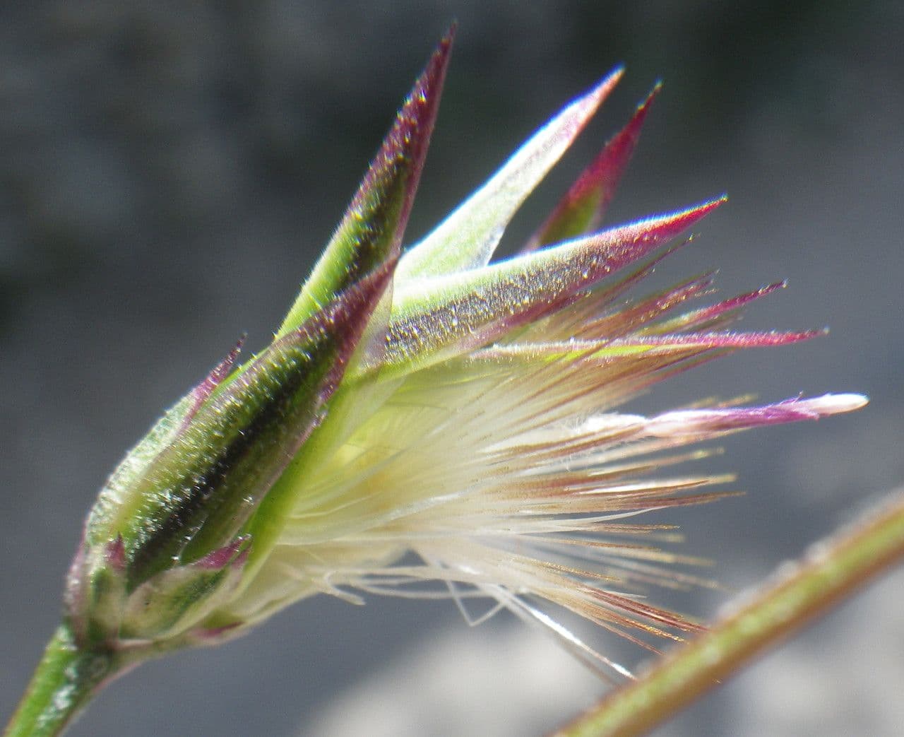 Crupina 3