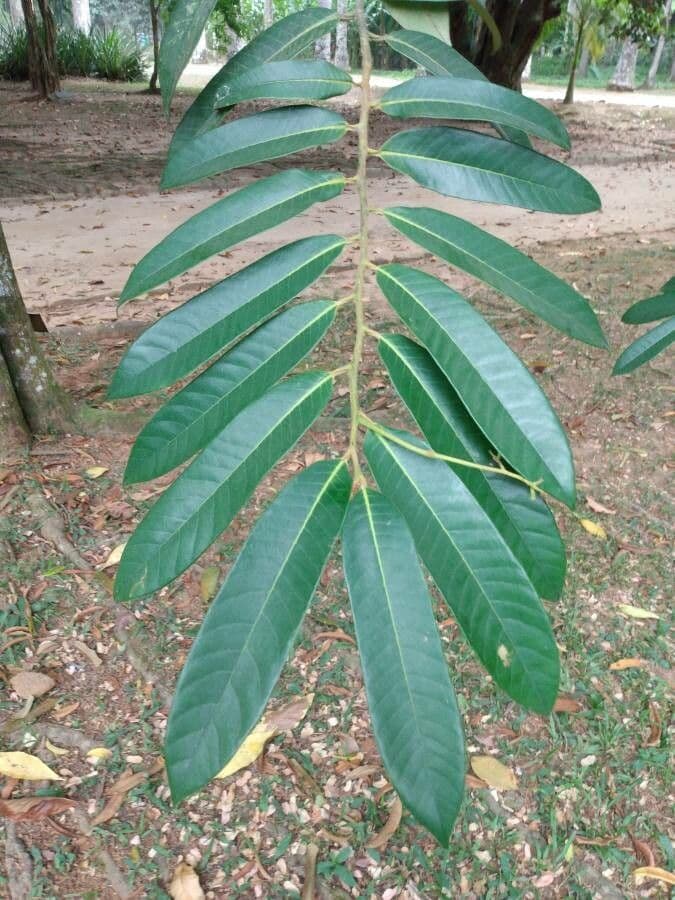 Surinam-Baum 3