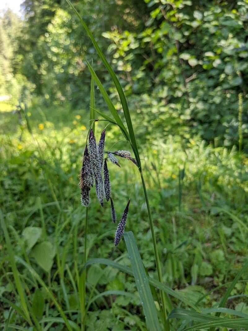 Kosmatka Mertensa 4