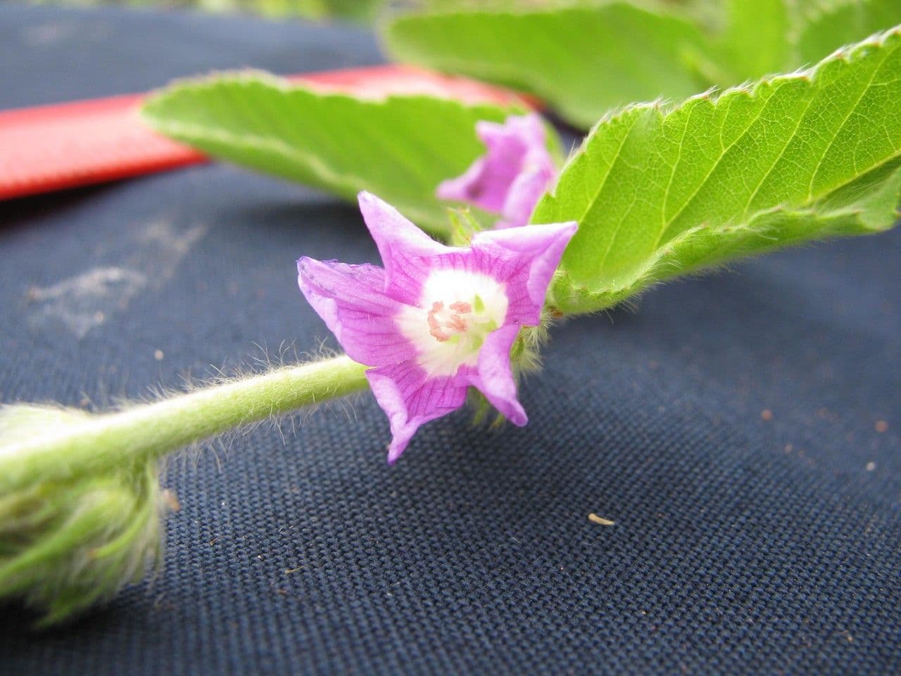 Melochia villosa 6
