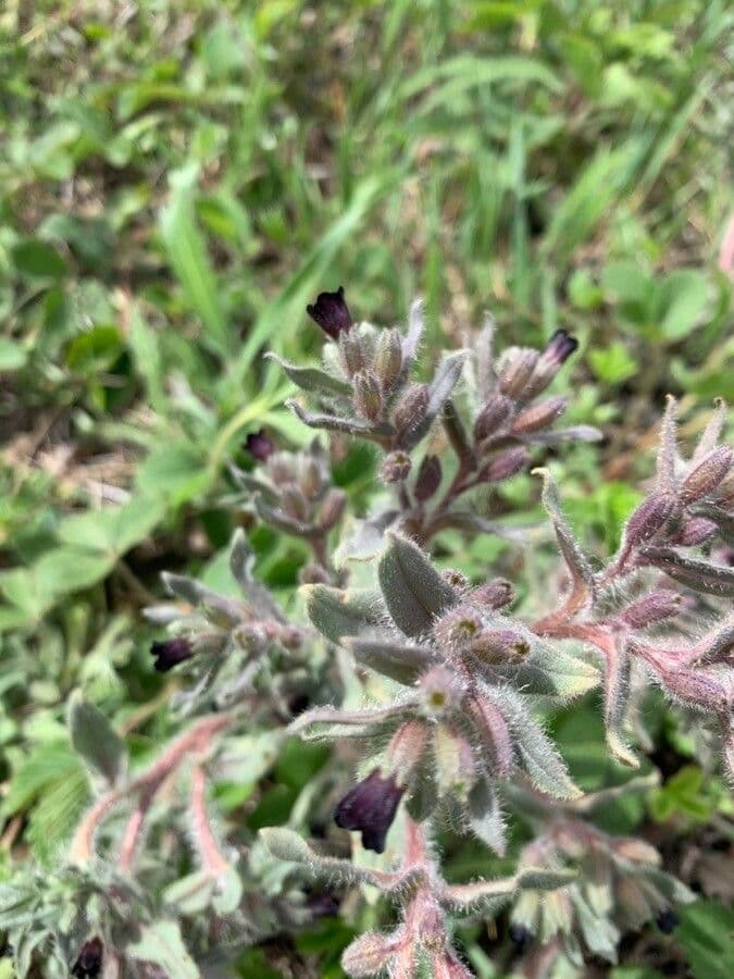 Nonea 10