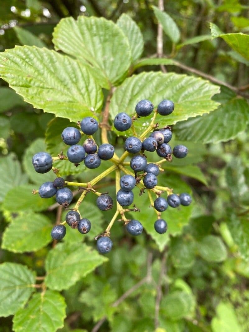 Viburno recognitum 5