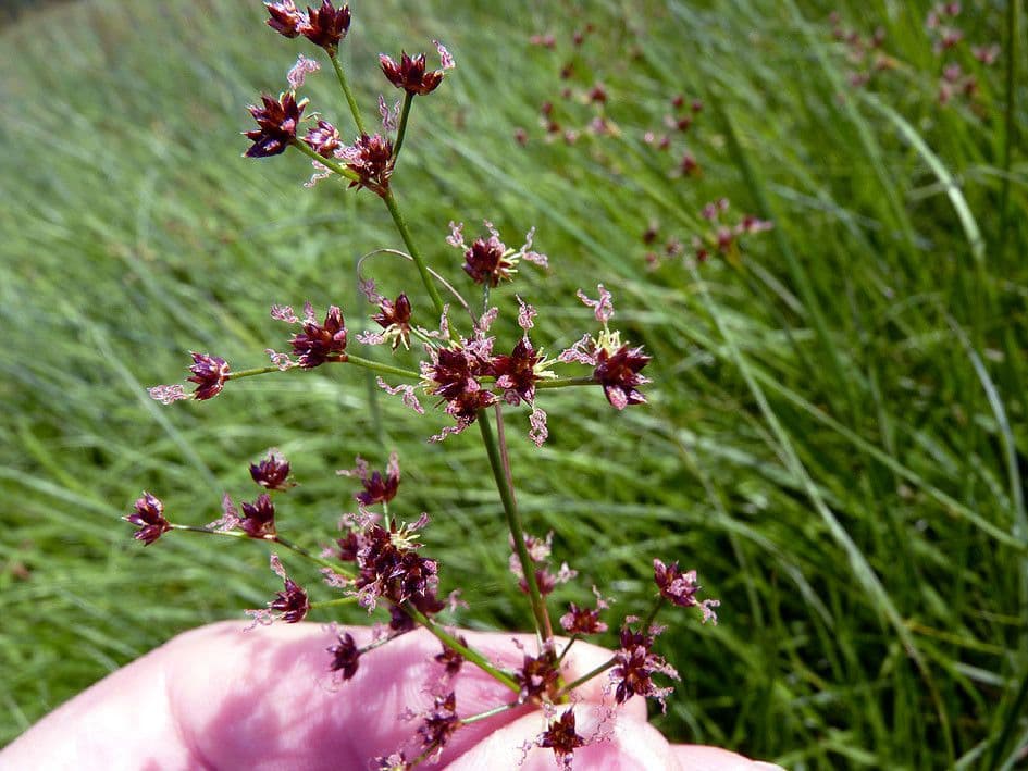 Spitzblütige Binse 6