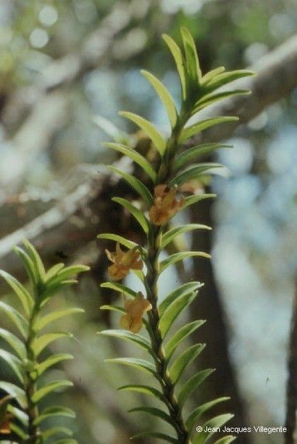 Dendrobium 8