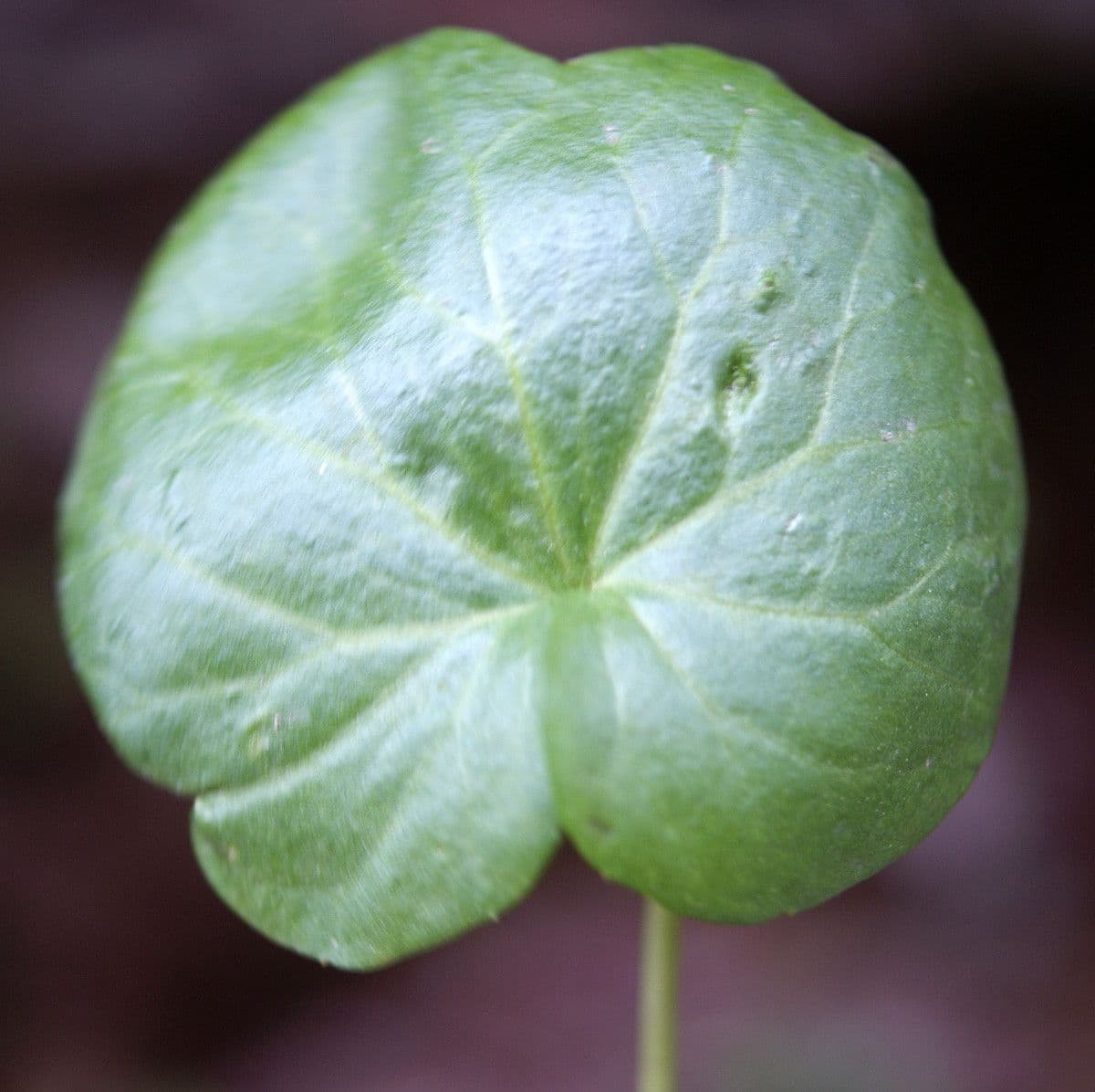 Gadia asarifolia 19