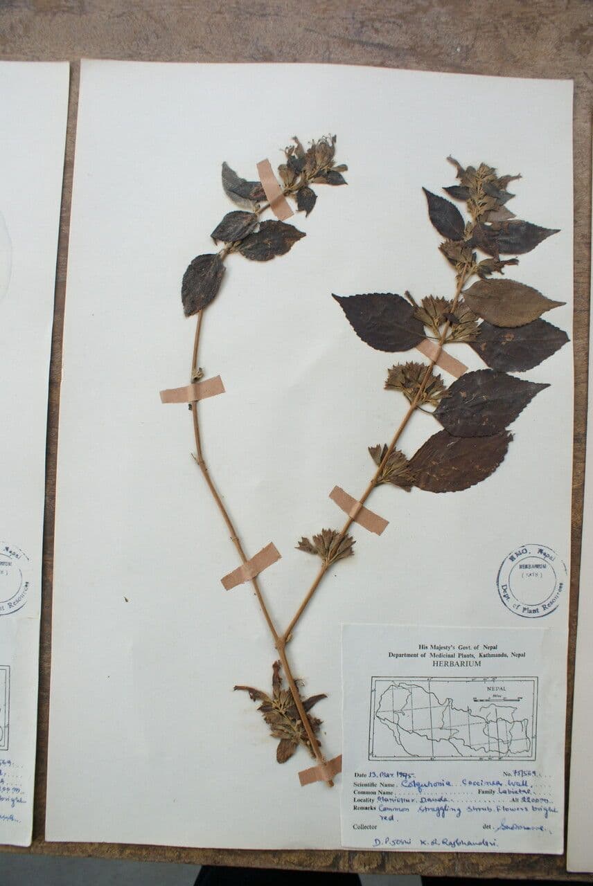 Colquhounia 18